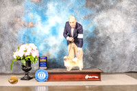 Tibetan Spaniel #18 SUN BOB *NO JUDGE LUIS SOSA*