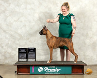 Boxer #903 Fri BOBEmGCh Judge Sandra Kowalski