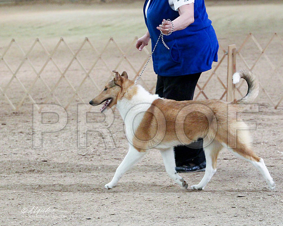 BPup-6623