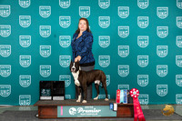 American Pit Bull Terrier #1081