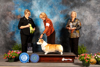 Pembroke Welsh Corgi #5 Sun OHRBIS Judge Cindy Lane