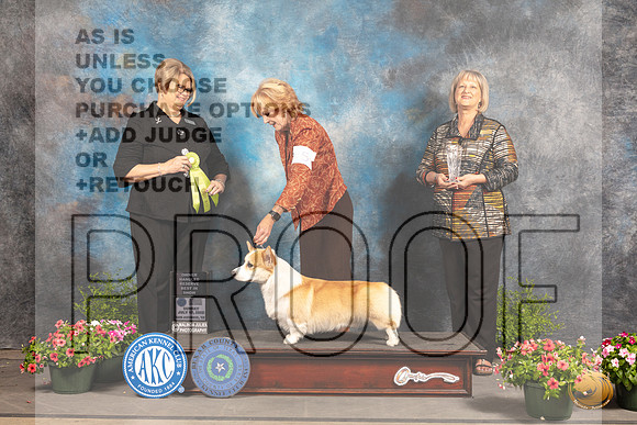 Pembroke Welsh Corgi #5 Sun OHRBIS Judge Cindy Lane_MJ_1780_SA_2022_HR3