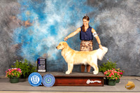 Golden WB Retriever #62 Fri Judge Anne Bolus