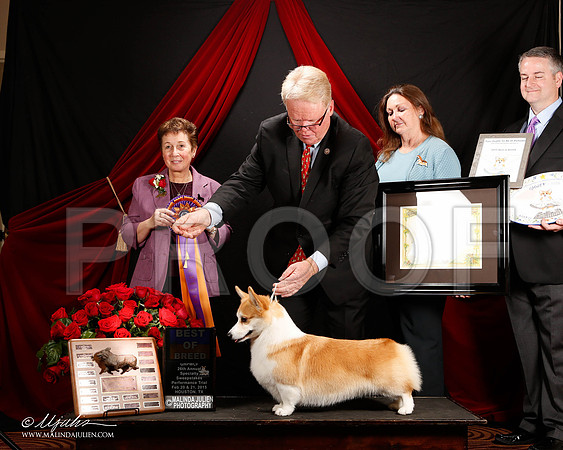 _ST_3416-2-HstnCorgiFeb2015-HR3