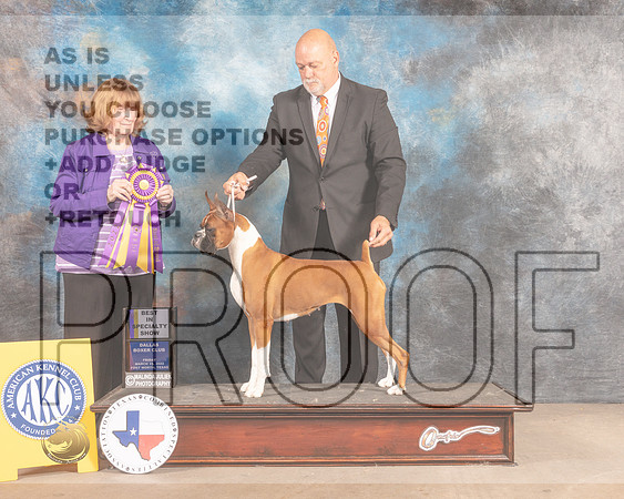 Boxer #36 Fri BISS Judge Ann Gilbert-MMJ_7700-FW2022-HR3