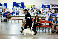 Cocker Spaniel Parti Sat Ring
