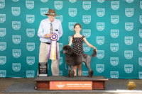 Poodle Stnadard #330 Fri AltRBIS Judge Alan Krenek