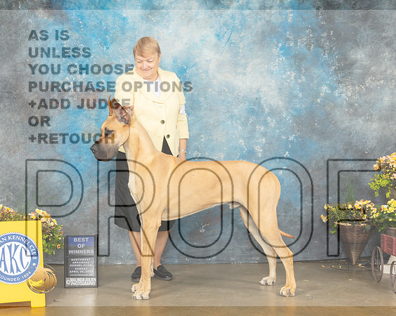 Great Dane #5 Sun BOW Judge John Ramirez-MMJ_1248-NWARK2022-HR3