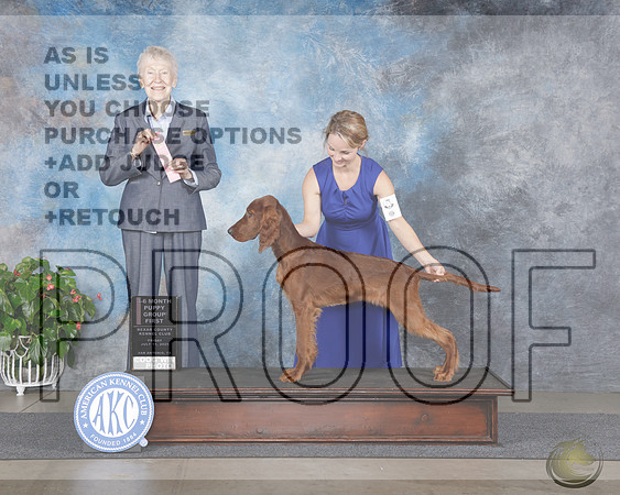 Irish Setter #9 Fri BPup G1 Judge Sharron NewcombIrish Setter #9 Fri BPup G1 Judge Sharron Newcomb_WP_9065e-San Antonio 2025-HR3
