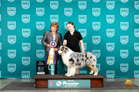Australian Shepherd #980 Fri BJ Judge Sharonn Griffin