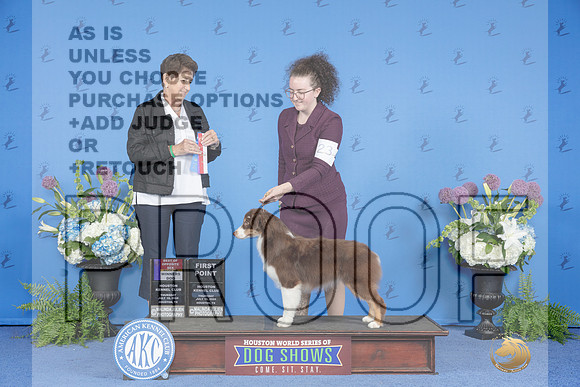 Miniature American Shepherd #23 THUR WD BOS Judge Ann Yuhasz_JP_8079e_Houston_2024-HR3