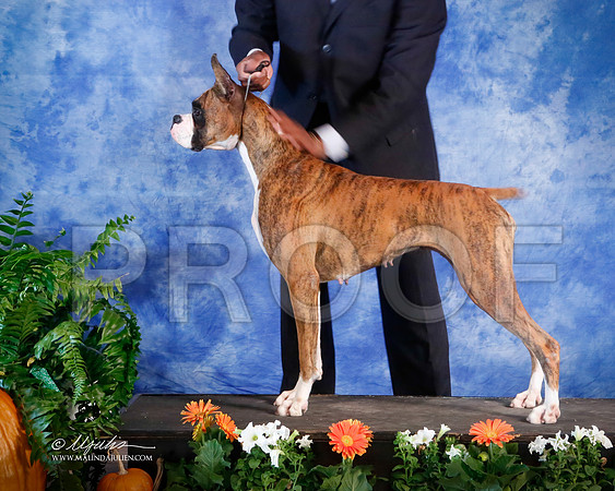 boxer-3346-HstnNov13-HR