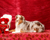 Australian Shepherd Carol Harvey