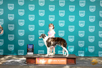 Silken Windhound #440 Sun G1 Judge Alan Krenek