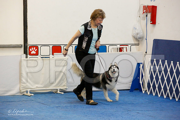 _M3_7384-AddisonHuskyMar2015-HR3
