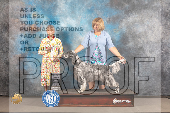 English Setter #12 WED SB Judge Jill Warren_MJ_1967_Houston_2022_HR3