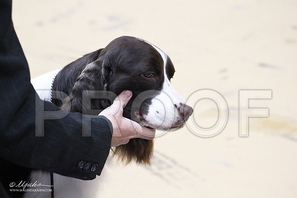 EngSpr-2614LR