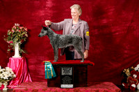 Stumpy Tail Cattle Dog Sat S1 Reserve Best Bred by Puppy Grace Harper