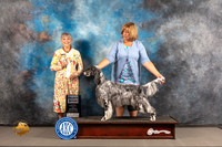 English Setter #12 WED SB Judge Jill Warren