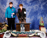 Manchester Terrier Toy #9 Sat Major Win Winners Dog Best of Winners Schmidt Matthew and Mary Gonzalez Judge K Schiff