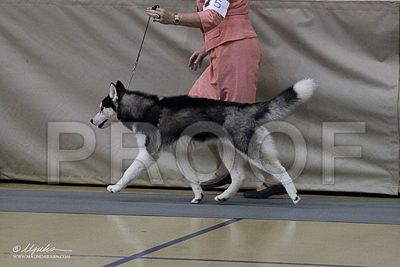 Husky-1358