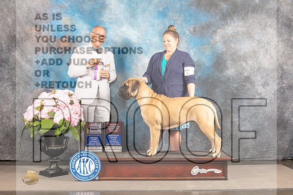 Bullmastiff #6 Sat BOBBOWOHBOB Judge Luis Sosa-_MJ_7194_Hstn2022-HR3