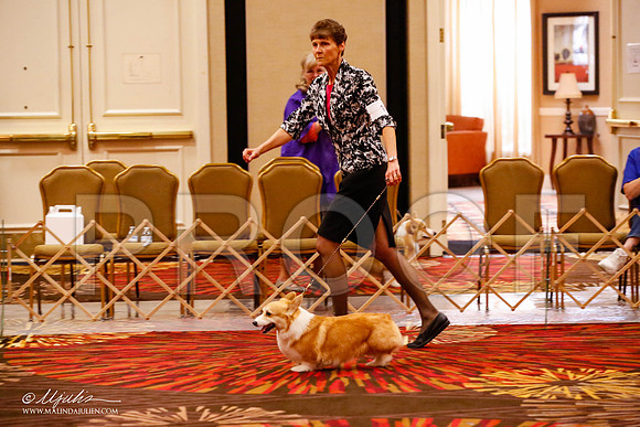 _JJ_9216-HstnCorgiFeb2015-HR3
