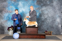 Pembroke Welsh Corgi #6 Sat G1 Judge Del Richards