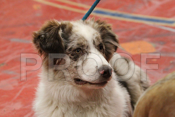 MJS_2779