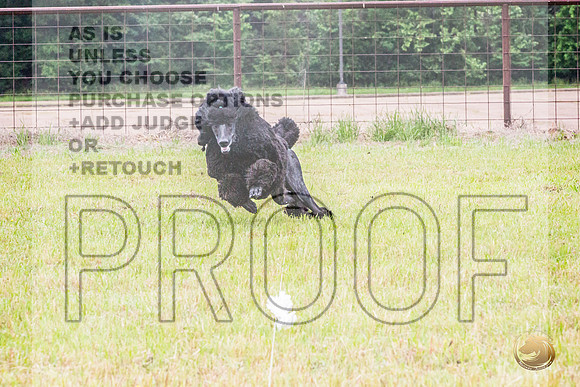 Poodle Std Misty Sat 4_JJL_1105_BatesvilleMS_2024_HR3