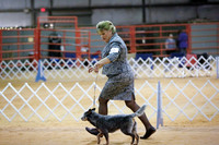 Australian Cattle Dog Puppy Bitches 9 under 12 Fri Ring