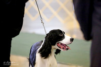 English Springer Spaniel Sat S2
