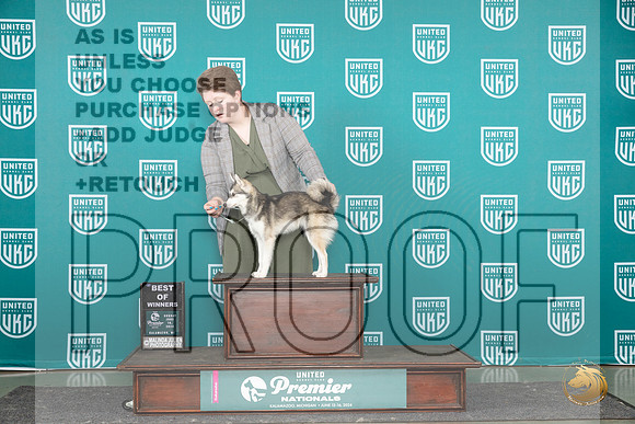 Alaskan Klee Kai #847 Sun BOW Judge Sharon Griffin__JP_2917_Premier_2024_HR3