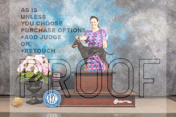 Manchester Terrier Standard #15 WED BOVISweeps Judge Jenell Zanotto *R*_MJ_6803_Houston_2022_HR3