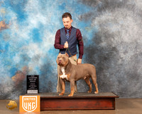 American Bully #330 Sun2 Judge Matthew Proctor