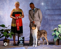 Smooth Collie #84 Sun S2 BOV