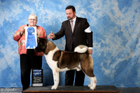 Akita #7 Sat G1 Witte Rick & Teresa Agent Clint Livingston Judge Mrs Denny Mounce