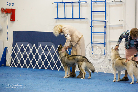 _M3_0995-AddisonHuskyMar2015-HR3