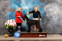 Schnauzer Giant #18 FRI WB Major Judge Patricia Sosa