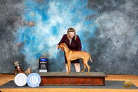 Vizsla #8 Sat BOW Judge Lisa Graser