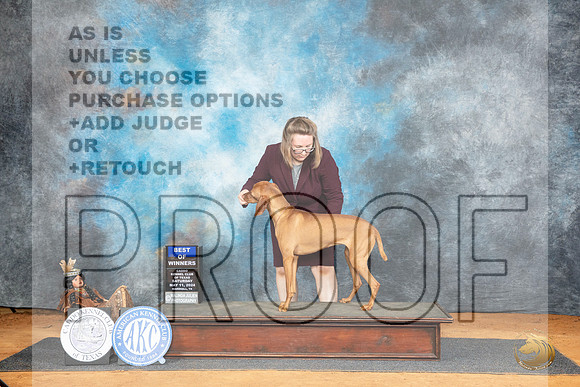 Vizsla #8 Sat BOW Judge Lisa Graser__JP_7572_MARSHALL_2024_HR3