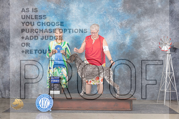 German Shorthaired Pointer #8 Sun G1 Judge Jill Warren__JP_6480_Amarillo_2024_HR3