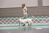 White Shepherd Sat Rings