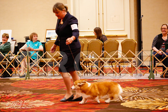 _JJ_9377-HstnCorgiFeb2015-HR3