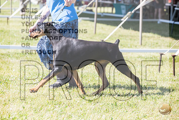 Doberman Pinscher Ring Fri_JJL_2173_Premier_2024_HR3