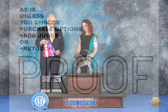 Poodle Toy #21 WED WD BOS NC M Judge James Moses__JP_7379_Houston_2024_HR3