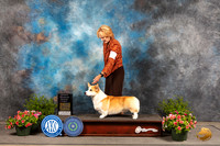 Pembroke Welsh Corgi #5 Sun OHG1 Judge Allen Odom