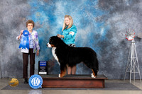 Bernese Mountain Dog #5 Fri G1 Judge Pat Trotter