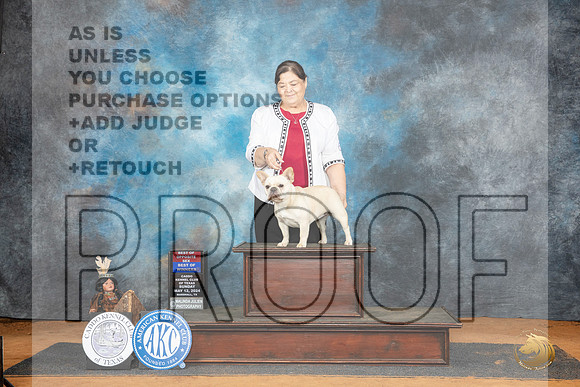 French Bulldog #6 Sun BOWBOS Judge Tim Robbins__JP_8468_MARSHALL_2024_HR3