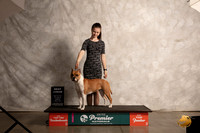 American Pit Bull Terrier #1269 Thur Top10BOB Judge LInda Reece